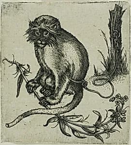 A Chained Monkey