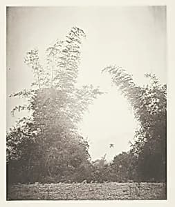 Bamboos at Baksa, Formosa by John Thomson