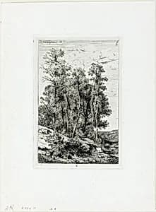 Birches and Oaks