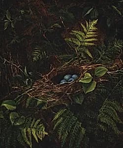 Bird's Nest and Ferns by Fidelia Bridges