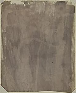 Botanical Specimen by William Henry Fox Talbot