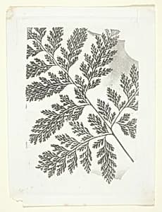Branch of a Fern by William Henry Fox Talbot