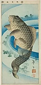 Carp