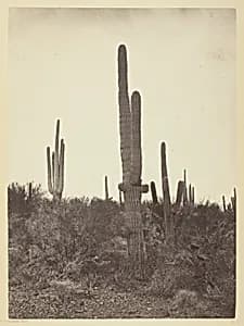 Cereus Giganteus, Arizona by Timothy O'Sullivan