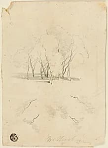 Clump of Trees