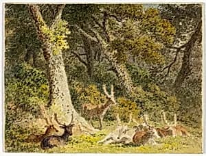 Deer Herd Resting