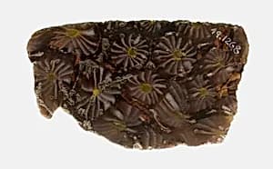 Fragment of a Plate by Ancient Roman