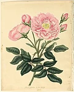 French Rose by Henry C. Andrews