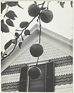 Gable and Apples by Alfred Stieglitz