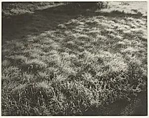 Grass and Frost by Alfred Stieglitz