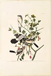 Great American Shrike by Robert Havell