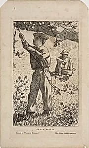 Green Apples by Winslow Homer