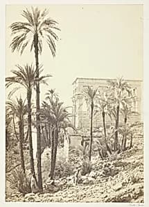 Group of Palms by Francis Frith
