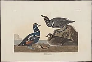 Harlequin Duck by Robert Havell