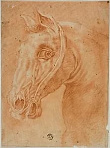 Head of a Horse by Style of  Charles Parrocel