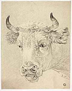 Head of Cow by Paulus Potter