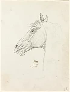 Horse's Head by Jacques Louis David