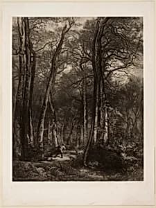 In the Forest