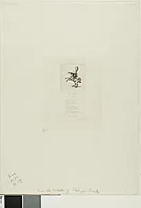 Little Prince Dito by Charles Meryon