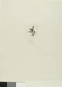 Little Prince Dito by Charles Meryon