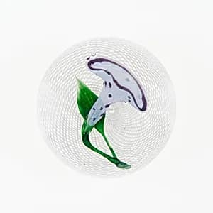 Paperweight by Clichy Glasshouse