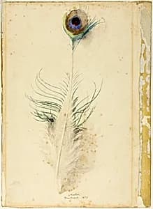 Peacock Feather