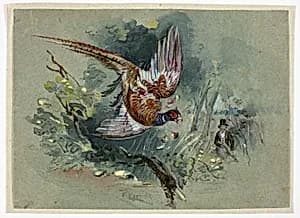 Pheasant and Hunter