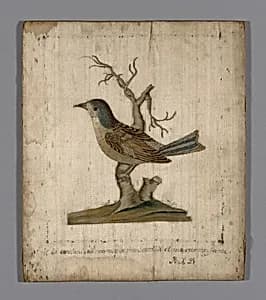 Picture of a Bird by Unknown