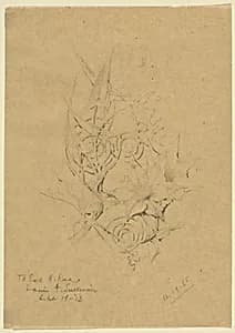 Plant Form Study by Louis H. Sullivan