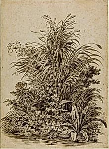 Plants at Water's Edge by Carl Wilhelm Kolbe, the elder