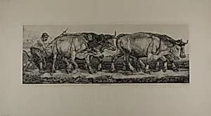 Plowing Oxen