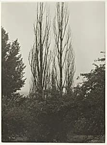 Poplars - Lake George by Alfred Stieglitz