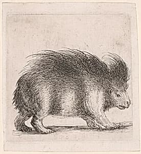 Porcupine, Facing Right by Stefano della Bella