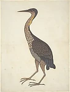 Purple Heron (Ardea purpurea) by Unknown