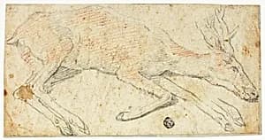 Recumbent Deer by Federico Zuccaro