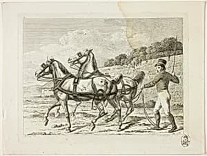 Riding School and Horses