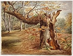 Rotting Tree by Elizabeth Murray