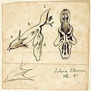 Salvia Silvarum