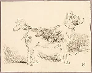 Shepherd Dog