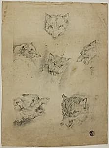 Six Sketches of Wolf Heads by Unknown artist