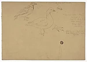 Sketches of Birds by Henry Stacy Marks