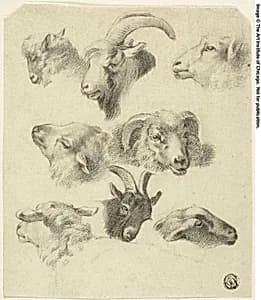 Sketches of Mountain Sheep by Charles Landseer