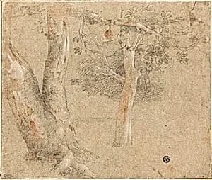 Sketches of Trees by Cristofano Allori