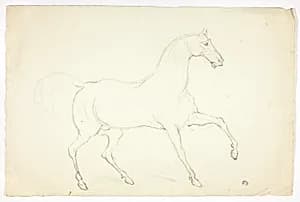 Stallion