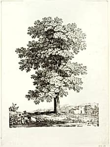 Study of a Tree by Jean Victor Bertin