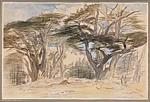 The Cedars of Lebanon by Edward Lear