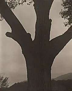 The Dying Chestnut by Alfred Stieglitz