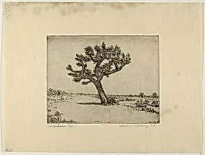 The Joshua Tree