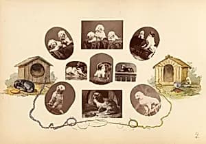 The Madame B Album by Marie-Blanche Hennelle Fournier