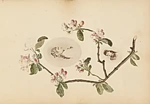 The Madame B Album by Marie-Blanche Hennelle Fournier